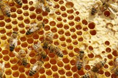 免疫力+：蜂胶的功效是什么？
