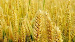 免疫力+：麦冬的功效与作用有哪些？